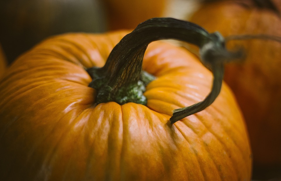 pumpkin, halloween, october