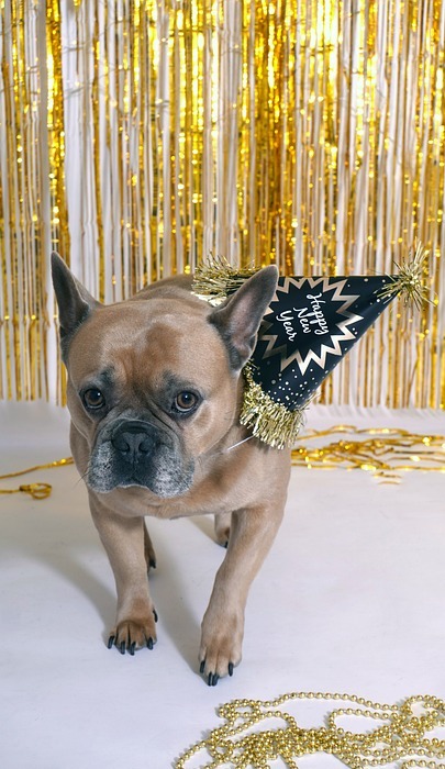 french bulldog, new year\'s day, celebration