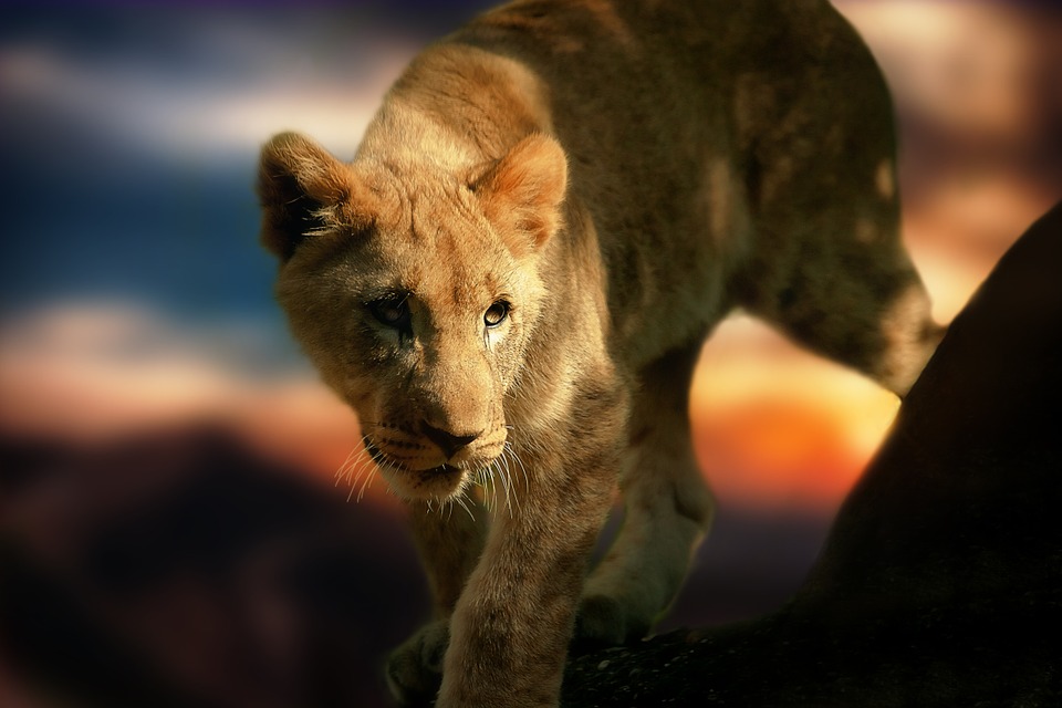 lion cub, lion, africa