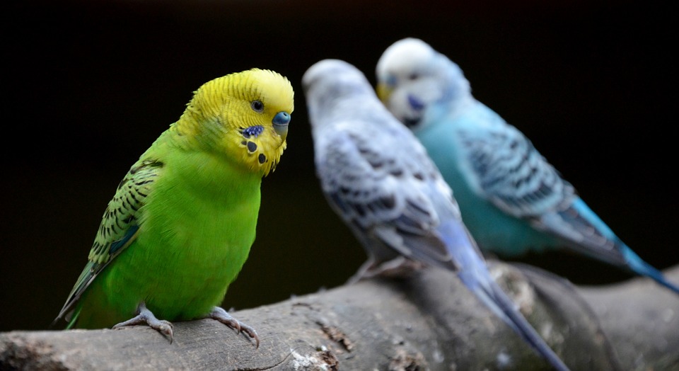 bird, parrot, zoo