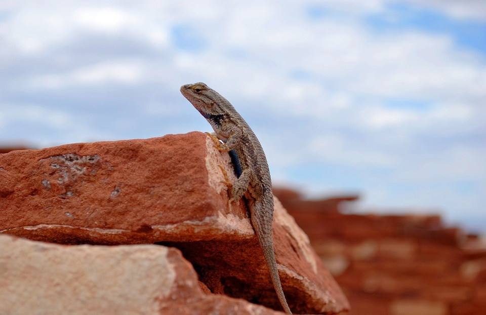 gecko, lizard, reptile