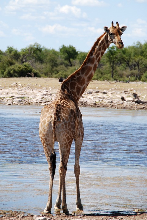 giraffe, animal, safari