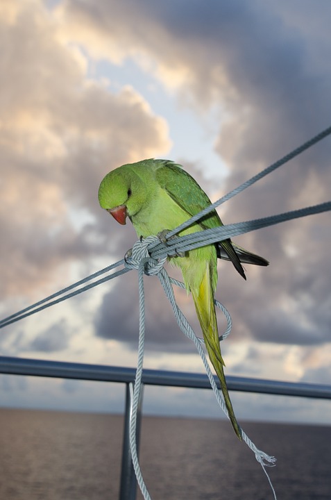 parakeet, bird, green