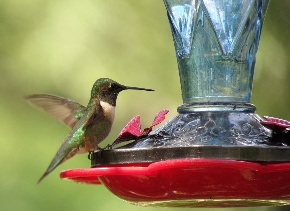 bird, hummingbird, colorful