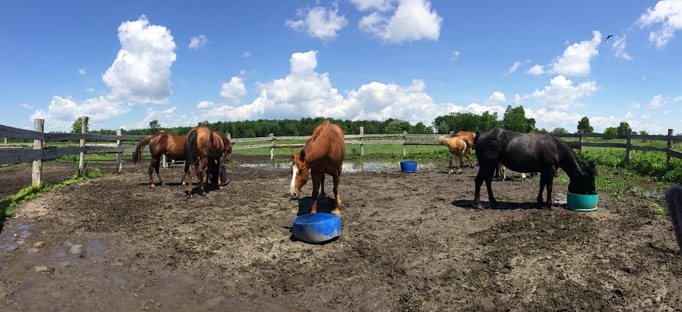 horses, feeding, corral