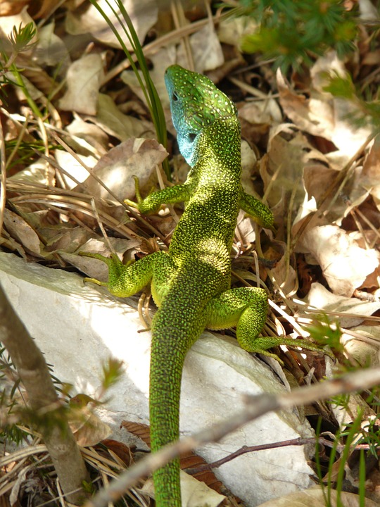 emerald lizard, lizard, reptile