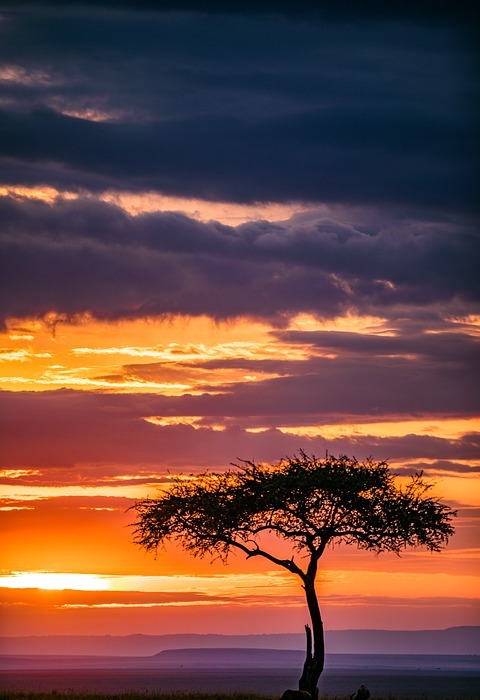safari, nature, sunset