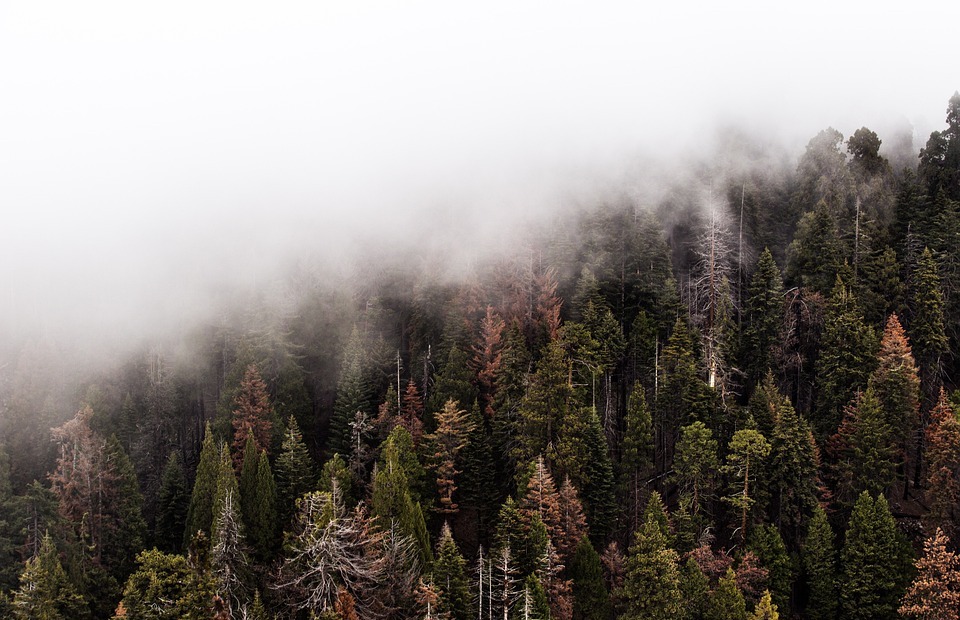 fog, forest, nature