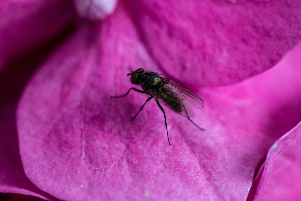 fly, hydrangea, petal
