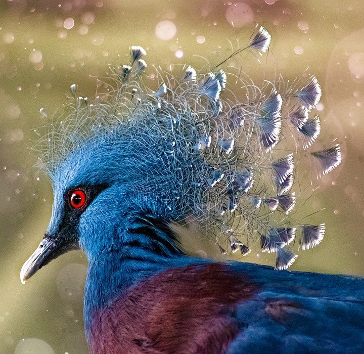 crown pigeon, bird, colorful