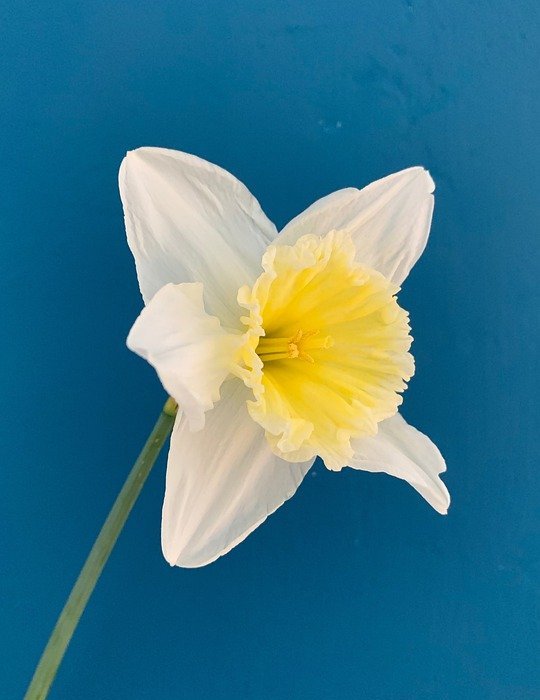 daffodil, flower, spring