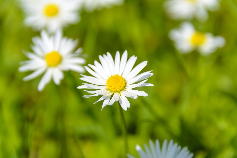 absolutely wonderful daisies, summer, the background