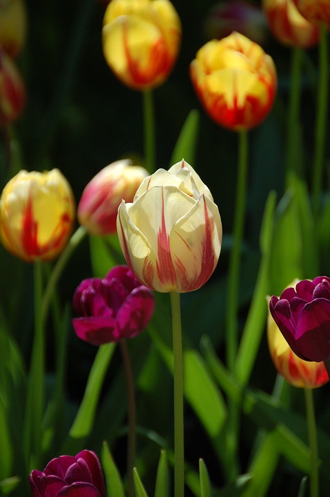 tulips, flowers, amsterdam