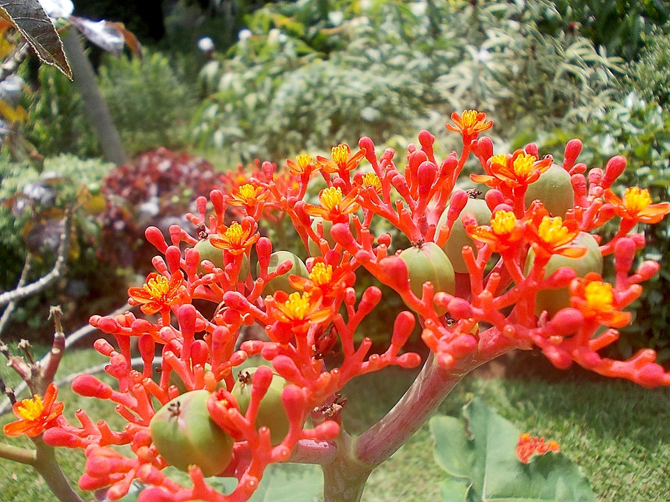 jatropha, flower, exotic