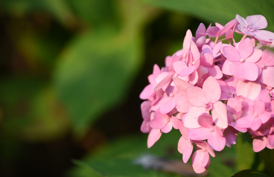 hydrangea viburnum, flower, pink