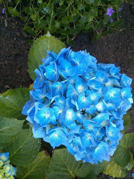 hydrangea, blue, garden