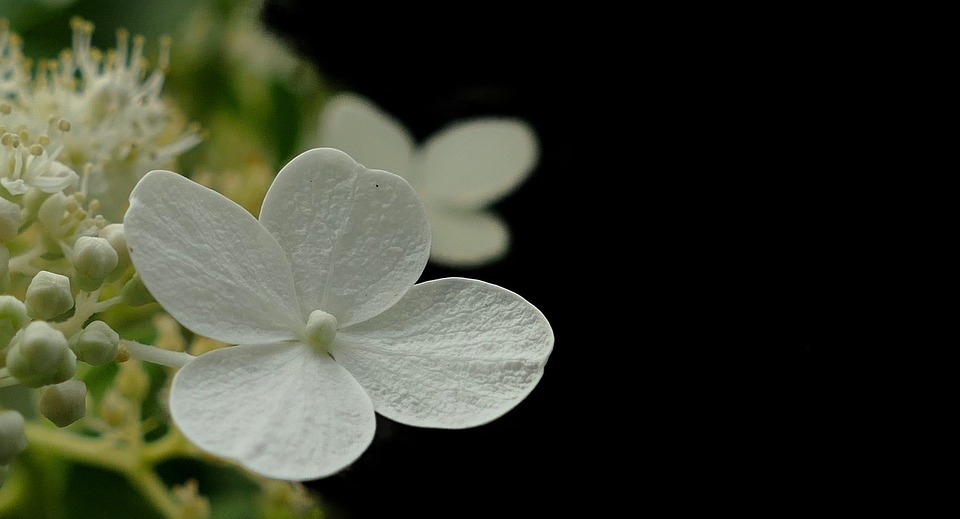 hydrangea, flower, white