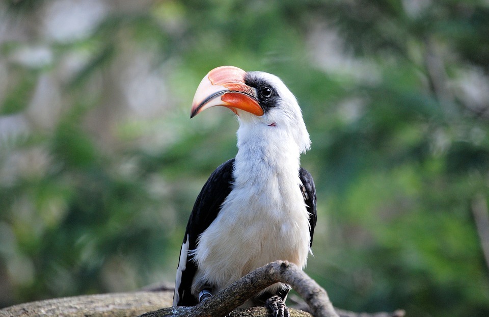 bird, hornbill, zoo