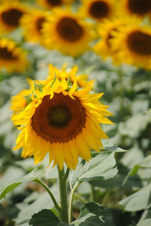 sunflower, field, yellow flowers