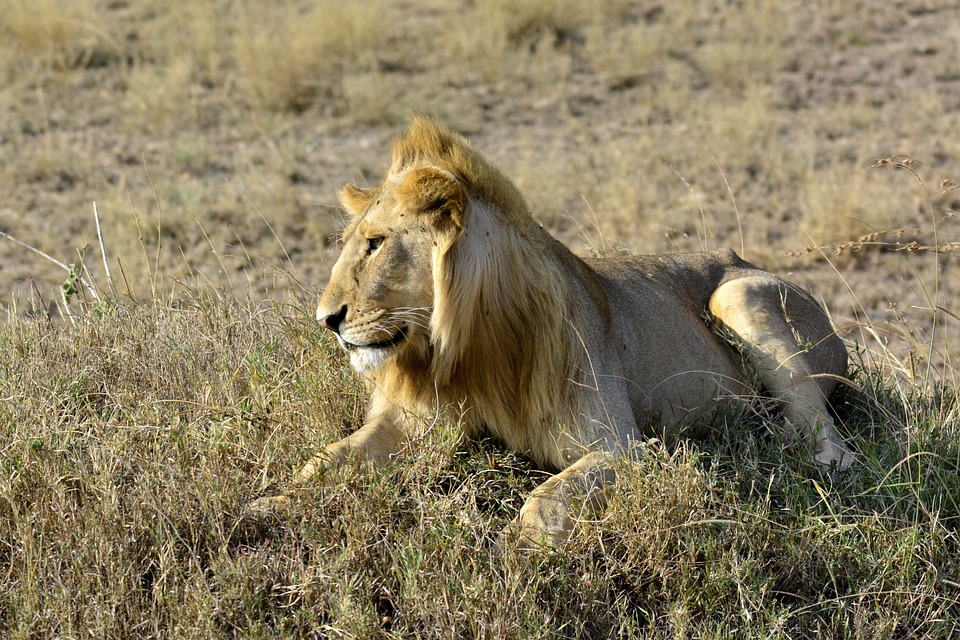 the lion, amboseli, africa