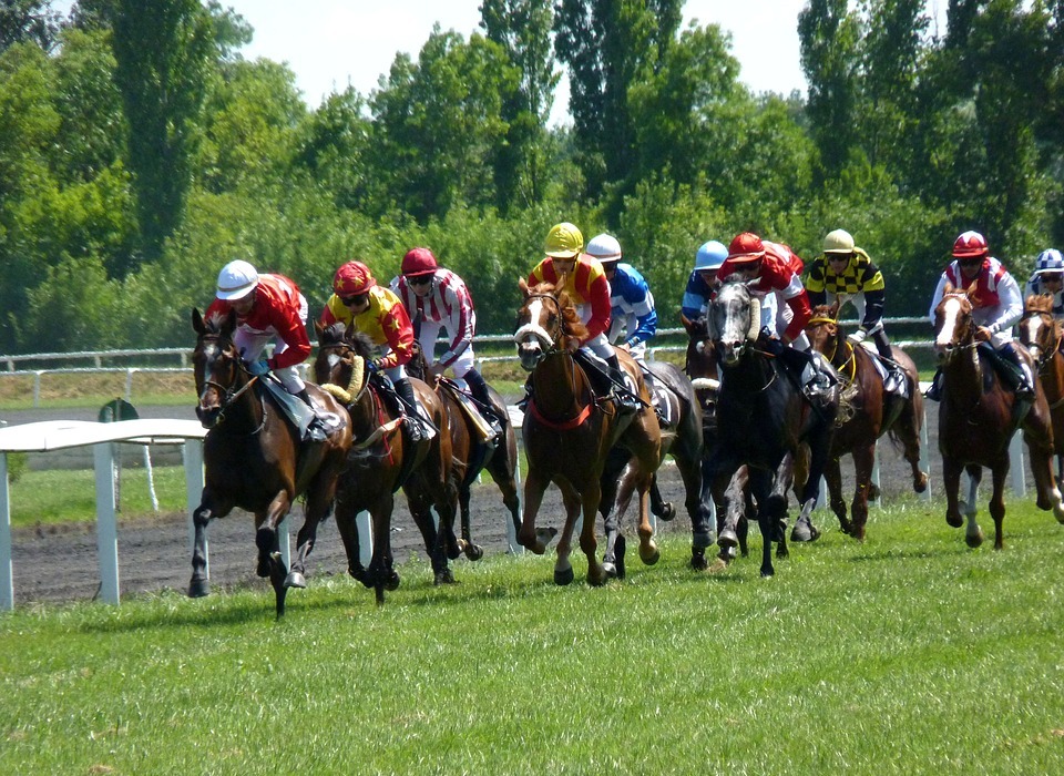 race, racing, horse