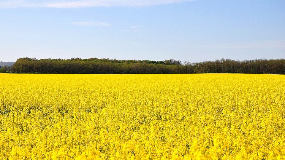 spring, canola field, yellow