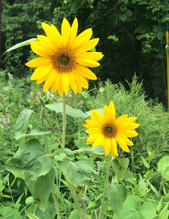 sunflower, nature, flower