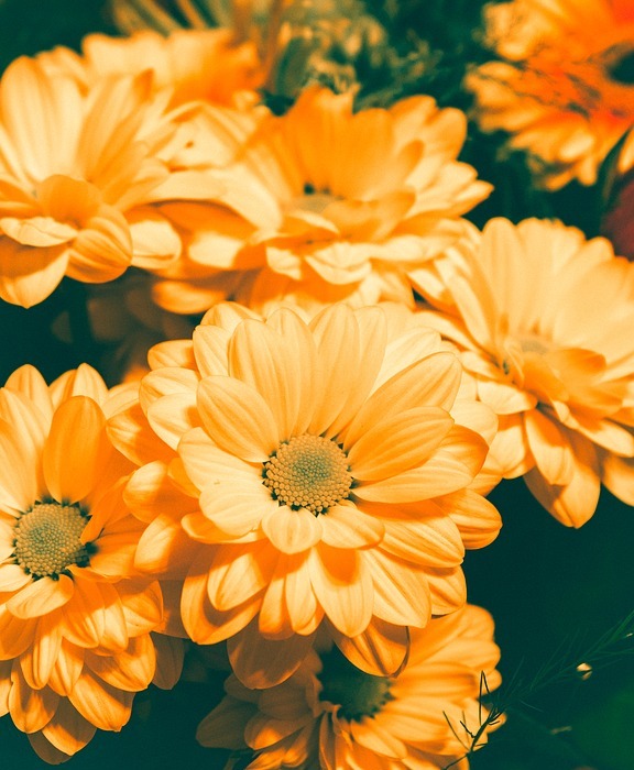 orange, flowers, garden