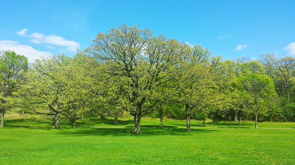 tree, spring, nature