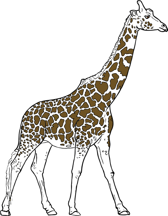 giraffe, animal, spots