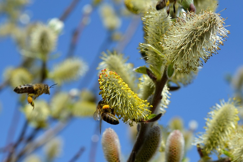 pussy willow, spring, bees