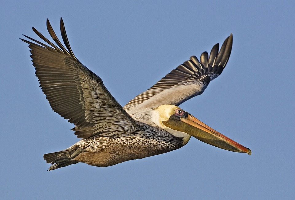 brown pelican, flying, bird