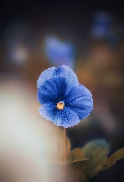 blue flower, petals, bloom