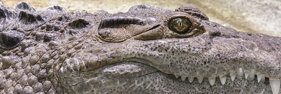 crocodile, tooth, reptile