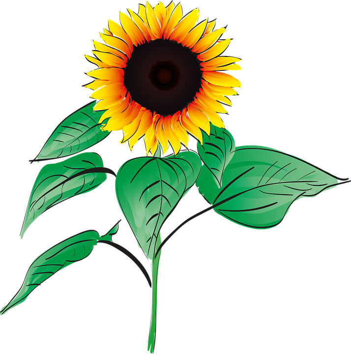 sun flower, summer, plant