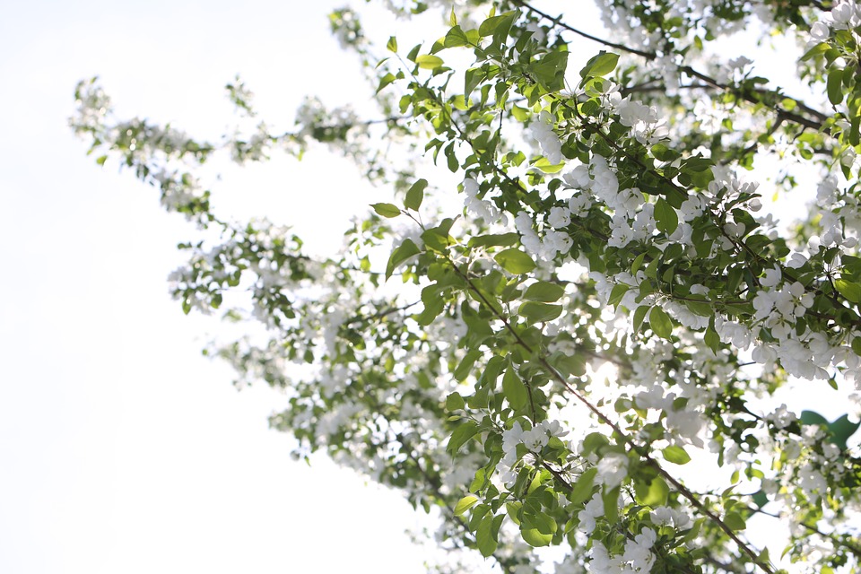 white, cherry blossoms, trees