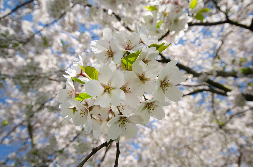 blossom, white, cherry