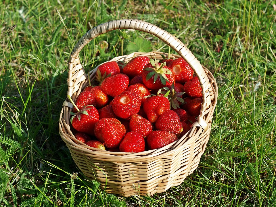strawberries, bio, freshly picked