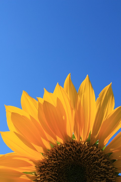 sunflower, blue, sky
