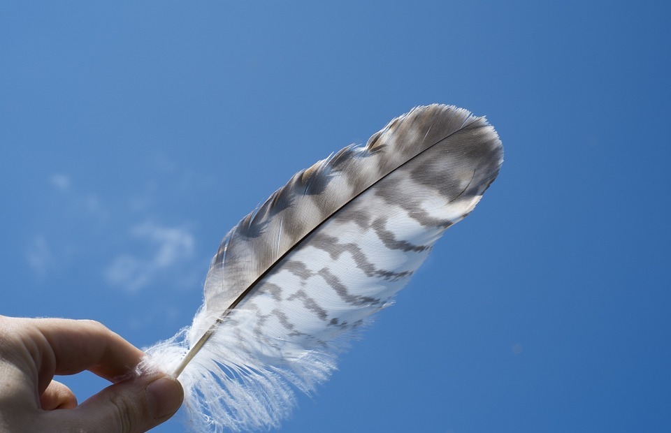 feather, blue, sky