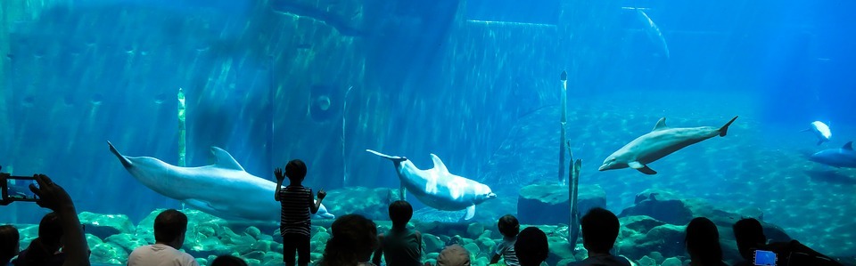aquarium, dolphins, underwater
