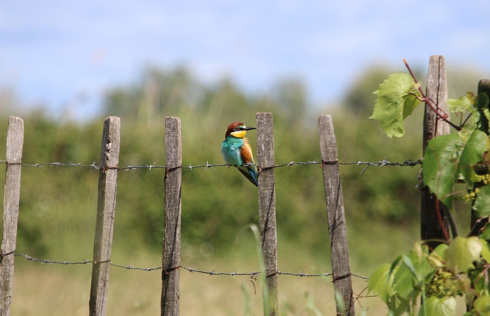 birds, colorful feathers, little bee-eater