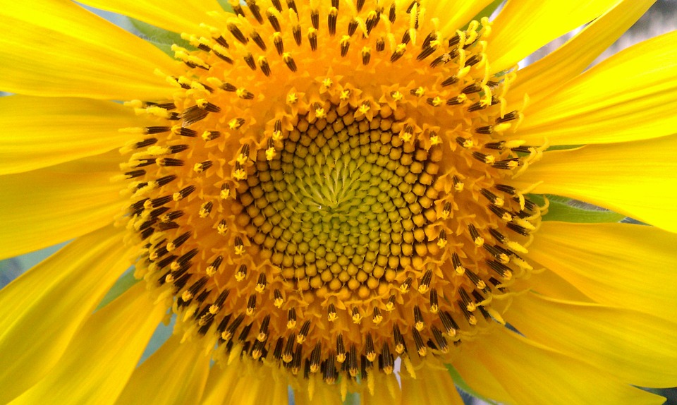 sunflower, sunflower seeds, sunflowers