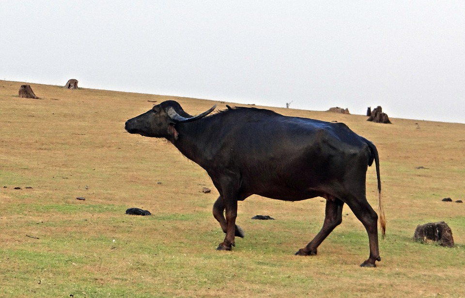 buffalo, bovine, milch animal