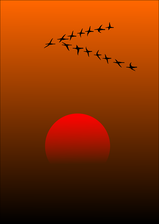 migratory birds, birds, sunset