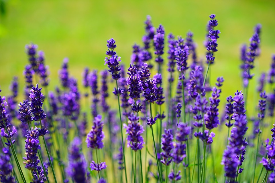 lavender, flowers, purple