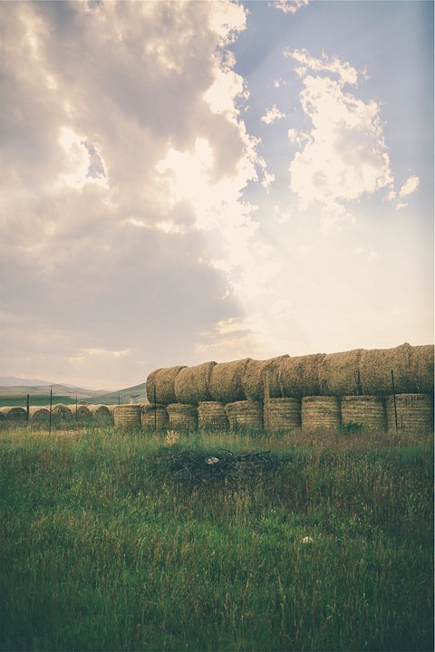 hay, bales, grass