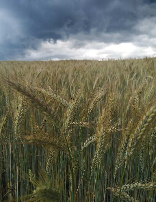 grain, field, thunderstorm