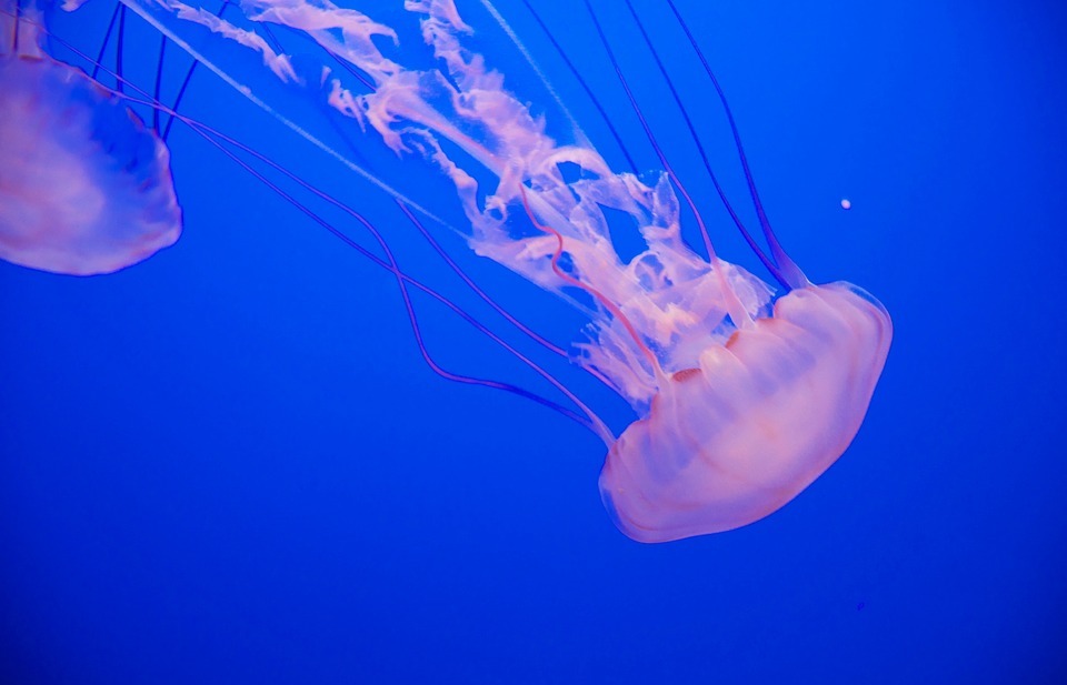 jellyfish, aquatic, animal
