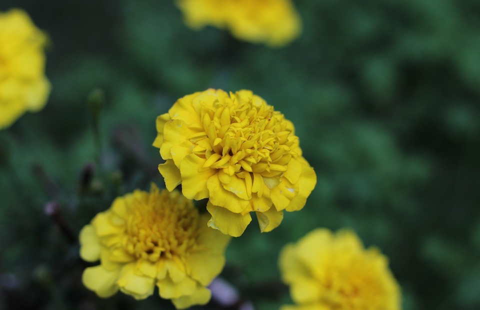 flowers, garden, yellow